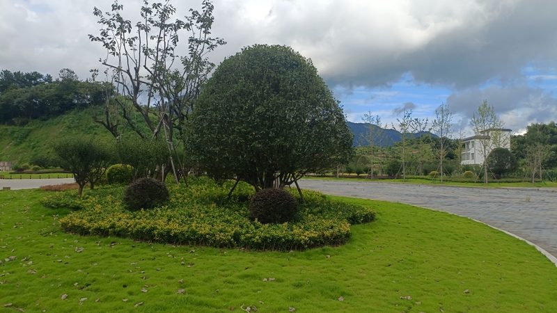 绿化苗木公司种植基地如何选择？揭秘关键因素**