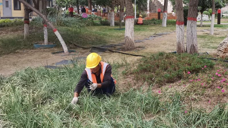 上海草坪养护公司如何挑选，关键在于细节考量**