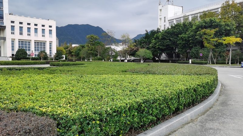 花卉租摆直销厂家：揭秘其优缺点，助您明智选择