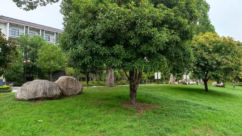 苗木种植技术视频教程：掌握关键步骤，提升成活率**